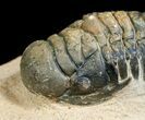 Nice Inch Crotalocephalina Trilobite #4935-5